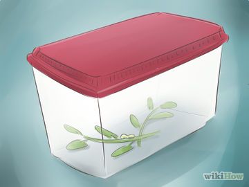 How to Raise Butterflies Raising Butterflies At Home, Butterfly Raising, Raise Butterflies, Raising Butterflies, Long Garden, The Butterfly, Beautiful Butterflies, Caterpillar, Programming