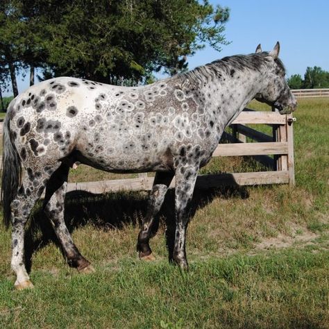 BCA Chats Nuksay Appaloosa Peacock Appaloosa, Leopard Appaloosa, Horse Markings, Appaloosa Horses, Appaloosa, Horse Breeds, Easy Going, Horse Lover, Beautiful Horses