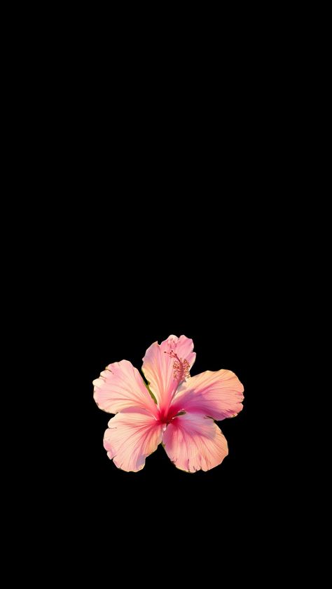 Hisbusic Flower Wallpaper, Habisquis Flower Wallpaper, Hibiscus Flower Black Background, Wallpaper Flowers Iphone, Hibiscus Flower Wallpaper, Wallpapers Flowers, Cruise Nails, Flowers Black Background, Purple Hibiscus