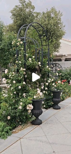 Brandy Simper on Instagram: "The Generous Gardener rose from @david_austin_roses is growing on both sides of the steel arbor I designed and built with my husband.

@victoriamagazine #englishroses #featuremyrose #davidaustinroses #generousgardener #generousgardenerrose #rosegarden #rosegardensofinstagram #rosesofinstagram #roselovers #roses #gulab #lesroses #lesrosesanglaises #formalrosegarden #formalediblegarden #ediblelandscape #desertrose #desertroses #desertgarden #lasvegasroses #lasvegasgarden #theprudenthomemaker #thegardeninapril" The Generous Gardener Rose, Steel Arbor, Formal Garden Design, Rose Arbor, Formal Garden, Edible Landscaping, Desert Garden, David Austin Roses, David Austin