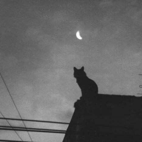 Dark Emo Aesthetic Wallpaper, Emo Aesthetic Wallpaper, Blackandwhite Aesthetic, Black Cat Aesthetic, Aesthetic Moon, Cat Dark, Black Mage, Emo Pfp, Cat Profile