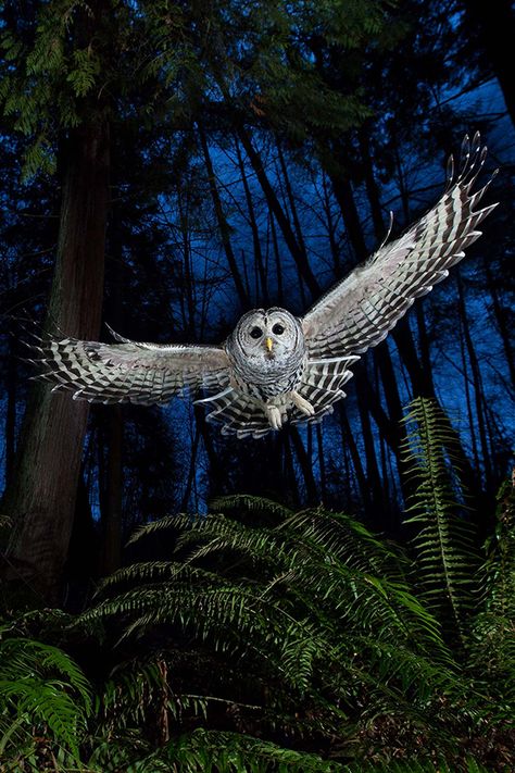 Female Barred Owl in Flight (Connor Stefanison Photography) Barred Owl Photography, Owl Flight, Awesome Owls, Owl Photography, Owl Wallpaper, Barred Owl, Owl Photos, Awesome Photography, Owls Drawing