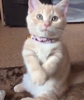 Sorry Gif, Cute Cats And Kittens, Sweet Animals, I'm Sorry, Dogs Puppies, Funny Animal Pictures, Pretty Cats, Video Chat, Cat Gif