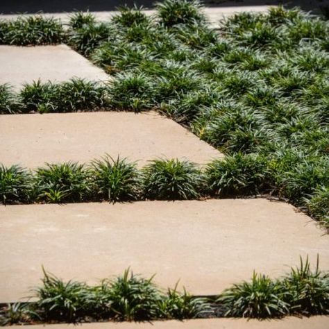 Hardscape Patio, Grasses Landscaping, Grasses Garden, Front Patio, Backyard Spaces, Landscape Architects, Paving Stones, House Landscape, Architecture Exterior