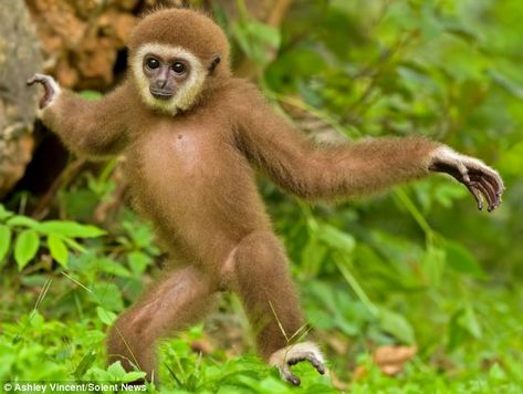 Dancing gibbon Monkey Standing, Gibbon Monkey, Monkey On Tree, Monkey In Tree, Funny Orangutan, Orangutan Photography, Ape Monkey, Baby Orangutan, Monkey Pictures