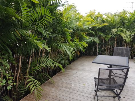 Bamboo palms (Chamadorea costericana) provide incredible screening in tight spaces, as seen in this small Auckland subtropical garden I designed a few years ago. Space was tight and the gap between the new deck, which was to be as big as possible, and the boundary is only about 600mm wide, but you would never tell! The hardy bamboo palms are much easier to maintain than a hedge too! Bamboo Hedge Privacy Screens, Bamboo Palm Outdoor, Garden Boundary Ideas, Tropical Hedge, Bamboo Courtyard, Bamboo Screen Garden, Bamboo Planters, Privacy Screen Ideas, Subtropical Garden