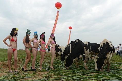 A Model Controversy: China's First 'Dairy Cow Beauty Pageant' - China Real Time Report - WSJ Cow Meme, Female Cow, Dairy Cow, Scantily Clad, Miss Usa, Dairy Cows, Usa Dresses, Weird Pictures, Female Poses