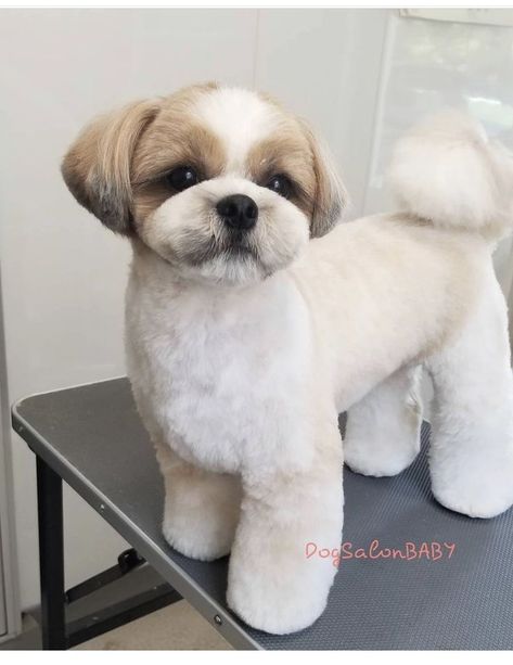 Shitzu Puppy Haircut, Shitzu Puppies Haircuts, Puppy Grooming Styles, Short Shitzu Haircut, Teddy Bear Cut Shih Tzu, Shih Tzu Grooming Styles Short, Shihtzu Haircut, Shih Tzu Teddy Bear Haircut, Grooming Shih Tzu