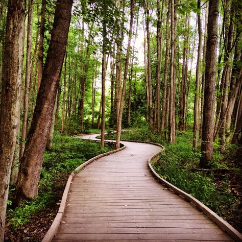 Wood Walkway, Wood Path, Congaree National Park, Small Urban Garden, Wooden Path, Nature Destinations, Rayong, Forest Trail, Forest Path