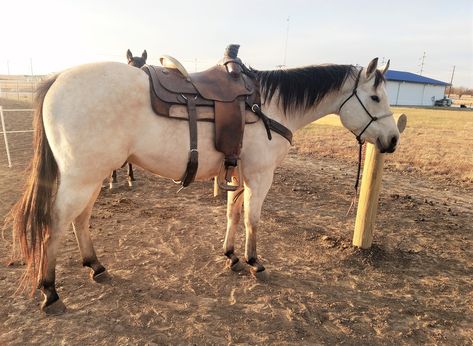 Buttermilk Buckskin horse Buttermilk Buckskin Horse, Buttermilk Buckskin, Buckskin Barrel Horse, Buckskin Horses, Buckskin Horse, Barrel Racing Horses, Barrel Horse, Horse Pattern, All About Horses