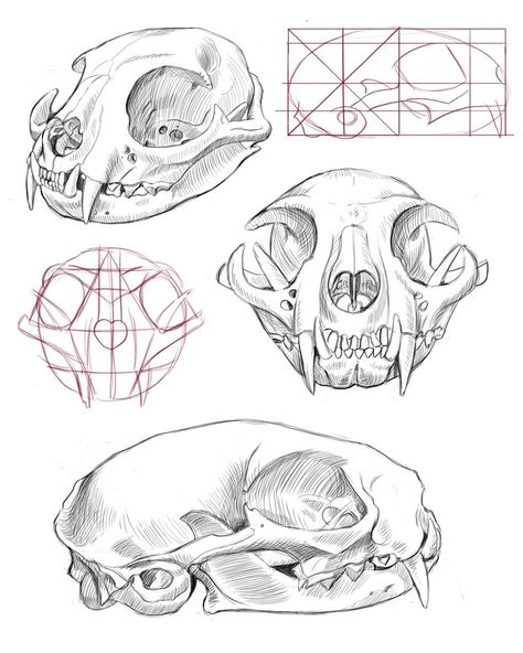 Animal Head Reference, How To Draw A Cat Skull, Cat Anatomy Drawing, Cat Skull Drawing, Animal Skull Drawing Reference, Cat Skull Drawing Simple, Animals Skull Drawing, Cat Skull Reference Drawing, Cat Skeleton Drawing