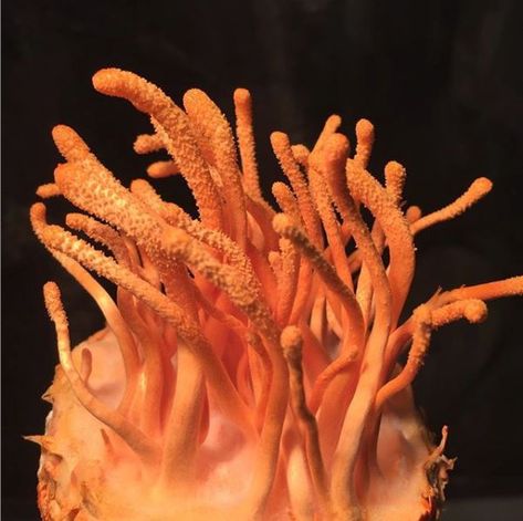 Cordyceps The Last Of Us, The Last Of Us Cordyceps, Cordyceps Benefits, Cordyceps Mushroom, Slime Mould, Mushroom Fungi, Brown Rice, Soups, Made In Usa