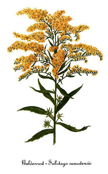 solidago canadensis Goldenrod Flower, Canada Tattoo, Vintage Botanical Prints, Lithograph Print, Plant Illustration, Tattoo Sleeve, Vintage Botanical, Creative Tattoos, Flower Illustration