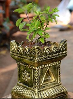 Thulasi Plant, Tulasi Plant, Tulsi Pot, Dancing Songs, Tulsi Plant, Lucky Bamboo Plants, Indian Garden, Pooja Room Door Design, Pooja Room Design