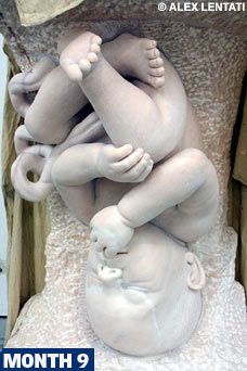 Foetus sculptures Foetus Art, Pregnant Sculpture, Human Science, Baby Sculpture, Marc Quinn, Luxury Stuff, Arm Art, Figure Sculpture, Human Figure Drawing