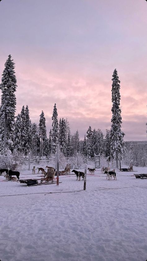 The North Pole Aesthetic, North Pole Background, North Pole Aesthetic, Lapland Aesthetic, North Finland, North Pole Animals, North Pole Alaska, Moving To Alaska, Graduation Images