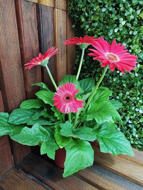 How to Keep Gerbera Daisies Blooming | 14 Best Tricks Gerbera Daisy Care Outdoors, Gerbera Daisy In Pots, How To Grow Gerber Daisies, Gerber Daisy Flowers, Gerber Daisy Pot Ideas, Gerbera Daisy Arrangements, Potted Daisies, Gerbera Daisy Care, Daisy Care