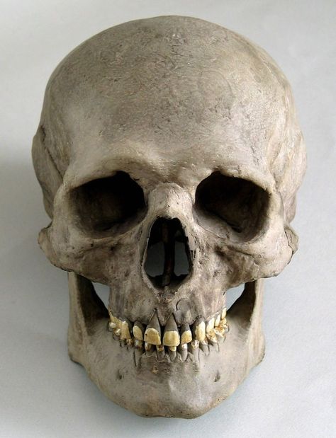 As an artist - especially a portrait artist - you have to become very familiar with the human skull. It is the foundation of the face. If you are ever going to accurately capture someone's likeness, you need to understand what lies beneath their skin. Human Skull, Memento Mori, Human, White