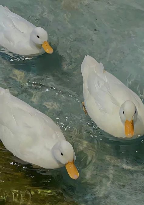 Duck Memes, Filter Guide, Duck Breeds, Fish Background, Raising Ducks, Duck Pictures, Duck Wallpaper, Filter Aesthetic, Pet Ducks