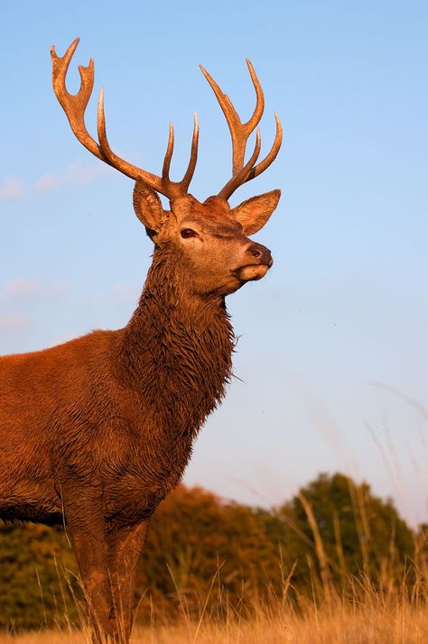 I Capture The Magnificent Deer Living In Richmond Park In The Middle Of London Stag Reference, Whitetail Deer Photography, Deer Species, Wild Deer, Deer Photos, Fallow Deer, Richmond Park, Deer Family, Russian Blue Cat