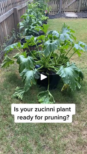 65K views · 1.3K reactions | How & when to prune your zucchini #gardeninghacks #vegetablegarden #gardeningtips #gardening101 #gardeningforbeginners #gardeningideas #gardenlife | Michelle Wise | Michelle Wise · Original audio Windowsill Garden, Growing Veggies, Gardening 101, Beautiful Outdoor Spaces, Garden Containers, Container Garden, Gardening For Beginners, Online Income, Healthy Plants