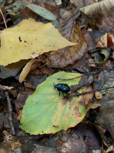 #autumn #bug #forest #leaves #leaf Bug Collector Aesthetic, Bugs Aesthetics, Insects Aesthetic, Aesthetic Bug, Forest Insects, Cosmo Sheldrake, Bug Aesthetic, Forest Bugs, Forest Leaves