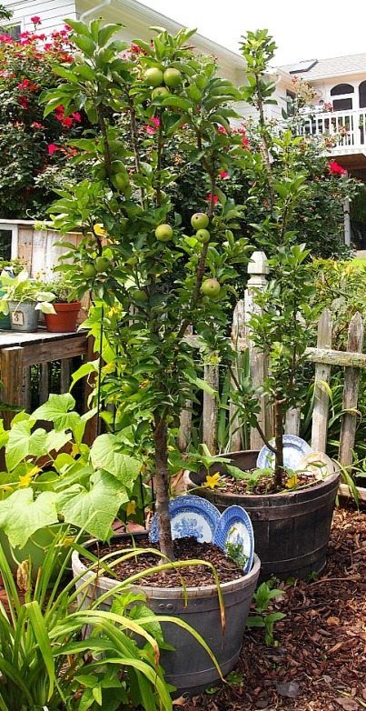 Container Landscaping, Growing Apple Trees, Fruit Trees In Containers, Balkon Decor, Apple Trees, Have Inspiration, Potted Trees, Landscaping Tips, Small Space Gardening