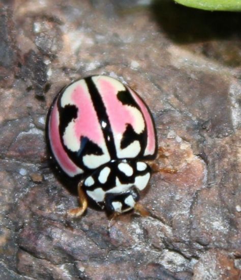 Africa Photos, Rosy Maple Moth, Cute Moth, Cool Insects, Pink Ladybug, Lady Beetle, Bug Collection, Cool Bugs, Pokemon Wallpaper