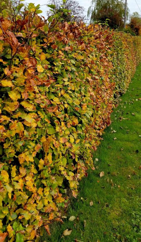 A simple guide to planting hedging Beech Hedging, Beech Hedge, Gardening Indoors, Garden Hedges, Plant Names, Hedging Plants, Landscaping Business, Outdoor Paradise, Garden Shrubs