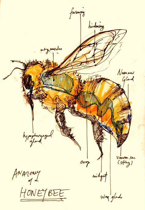 Anatomy of A Honey Bee Scientific Drawing, Bee Keeper, Bee Art, Arte Sketchbook, Scientific Illustration, Arte Animal, Nature Journal, Save The Bees, 영감을 주는 캐릭터