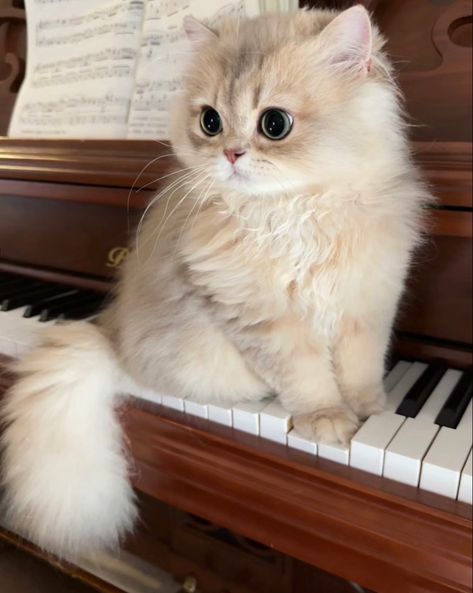 Fluffy Cat, Piano, Musical, Music, White