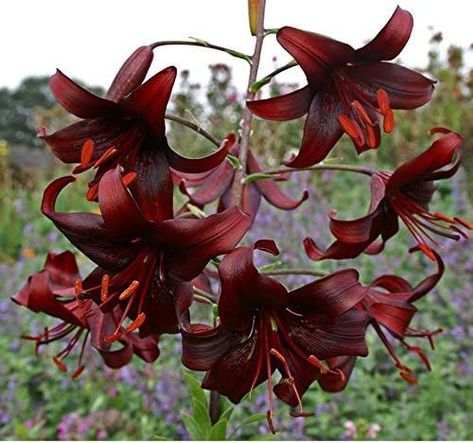 Beautiful Lilies, Bulb Plants, Miniature Gardens, Asiatic Lilies, Lily Plants, Planting Bulbs, Big Flowers, Tiger Lily, Garden Seeds