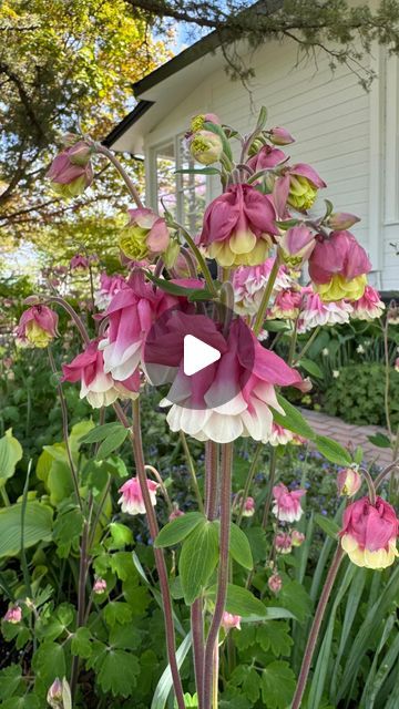 Pink Petticoat Columbine Flower, Pink Columbine Flower, Border Flowers, Garden Answer, Columbine Flower, Garden Border, Gardening Flowers, Deck Garden, Garden Borders