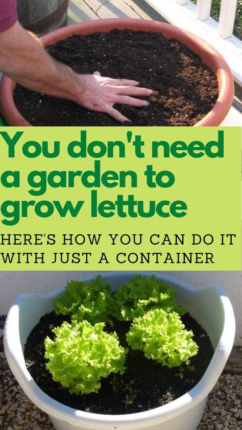 Nature, Container Gardening Setup, Lettuce In Pots, Growing Lettuce In Containers, Gardening Lettuce, Yummy Videos, Planting Lettuce, Grow Lettuce, Growing Vegetables In Pots