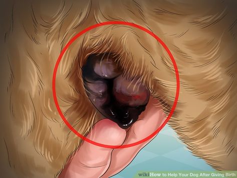 How to Help Your Dog After Giving Birth (with Pictures) - wikiHow Dog Having Puppies, Dog Breeding Kennels, Dog Whelping Box, Dog Breeding Business, Whelping Puppies, Dog Birth, Dog And Puppies, Puppy Litter, Puppy Kennel