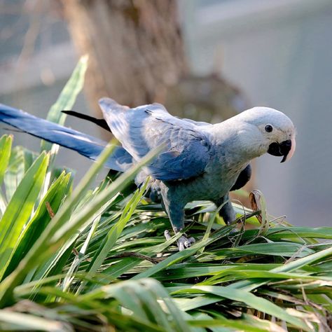 Spix's Macaw Types Of Parrots, David Kibbe, Macaw Parrot, African Grey Parrot, Incredible Creatures, African Grey, Parrot Bird, Funny Birds, Exotic Birds