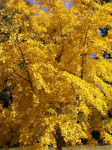 https://flic.kr/p/stWq6 | Gingko tree Ginkgo Tree, Public Space Design, Public Space, Space Design, Photography, Design