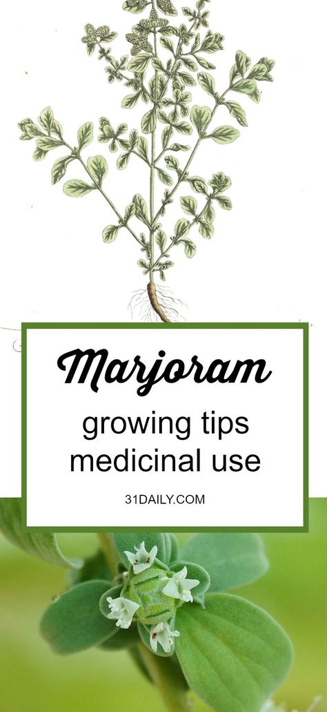 Medicinal Herb: Marjoram. Primarily for -cold symptoms, cough, digestive ailments, lack of appetite, gas, and menopausal symptoms. Medicinal Herb: Marjoram | 31Daily.com #gardening #herbgarden #medicinalherbs #31Daily Marjoram Recipes, Herb Farming, Wicca Lifestyle, Wild Marjoram, Marjoram Plant, Herbalist Garden, Medicinal Gardening, Tiny Zen Garden, Medicinal Flowers