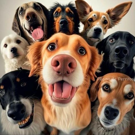 Dogs Selfie, Animal Photography Dogs, Adorable Baby Animals, Dog Texts, Pet Muzzles, Dog Grooming Shop, Dog School, Fluffy Kittens, Group Of Dogs