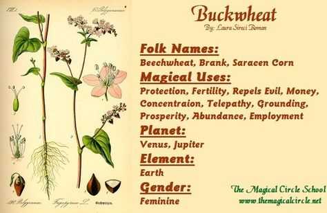 Magical Properties Of - Buckwheat Oregano Correspondences, Oregano Witchcraft, Herbs Spells, Magickal Herbs, Witch Herbs, Green Witchcraft, Plant Magic, Witch Garden, Magic Herbs