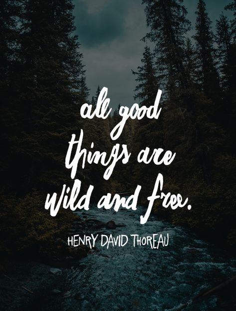 Quotes About Wilderness, Deer Quotes Nature, Wild Nature Quotes, Quotes About Nature Beauty Outdoors, Jungle Quotes Wild, Wild Quotes Nature, River Quotes Inspirational, Forest Quotes Nature, Wild Animal Quotes