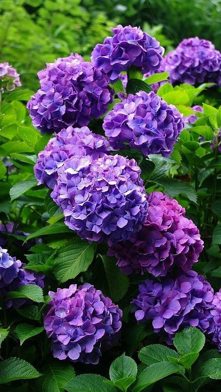 Purple Flower Names, Tattoo Plant, Small Purple Flowers, Hydrangea Care, Hydrangea Garden, Hydrangea Purple, Flowering Shrubs, Hydrangea Flower, Beautiful Blooms