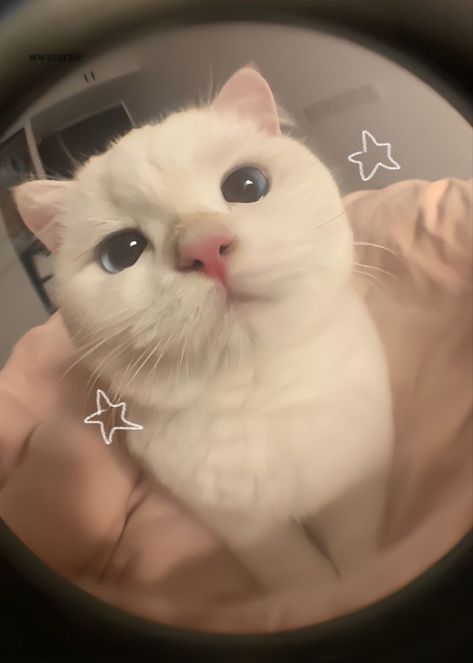 White Cat, Stars, Blue, White