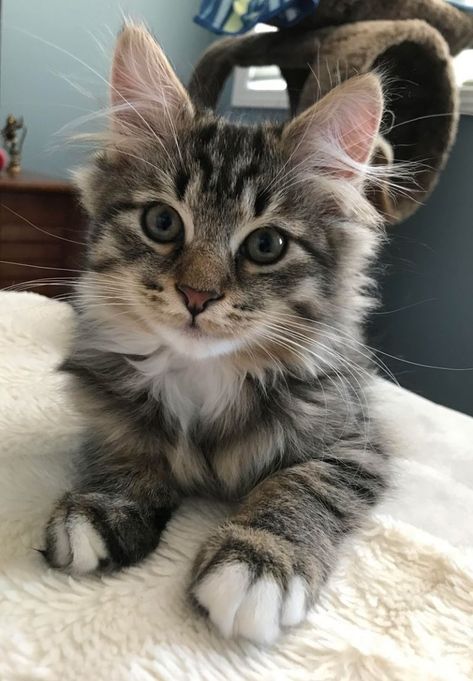 Cute Siberian Cat, Gray Siberian Cat, Ginger Siberian Cat, Hypoallergenic Cats Siberian, Pretty Cat Breeds, Siberian Cat Brown, Serbian Cat, Siberian Cat Aesthetic, Siberian Cat Kitten