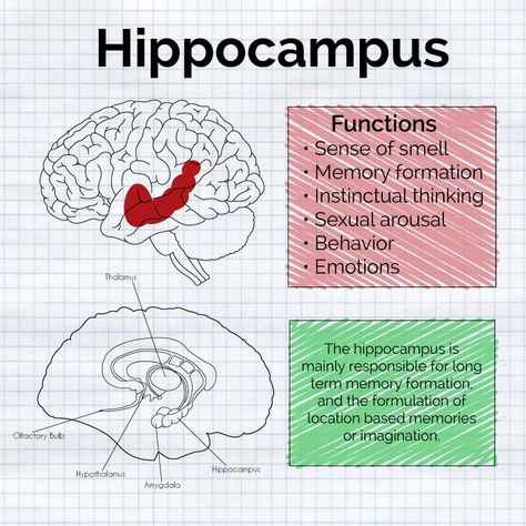 The hippocampus card Hypocampus Brain, Neuroanatomy Notes, Hippocampus Brain, Brain Anatomy And Function, What Is Intelligence, Human Brain Anatomy, Ap Psych, Brain Models, Psychology Notes