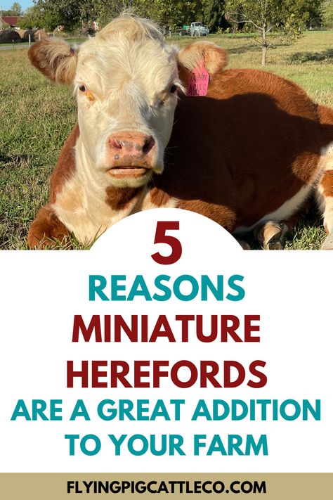 Learn 5 amazing reasons to add miniature herefords to your farm, ranch or backyard homestead! #cattle #homestead #farm 10 Acre Homestead Layout Small Farm, Small Farm Hacks, Mini Hereford Cow, Mini Hereford Cattle, Miniature Hereford Cattle, Farm Hacks Cattle, 1 Acre Homestead Layout Small Farm, Mini Farm Ideas, Cow Farm Ideas