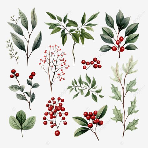 Winter Botanicals, Celestial Christmas, Holly Flower, Holly Plant, Holly Branch, Christmas Foliage, Berry Branch, Winter Foliage, Christmas Mistletoe