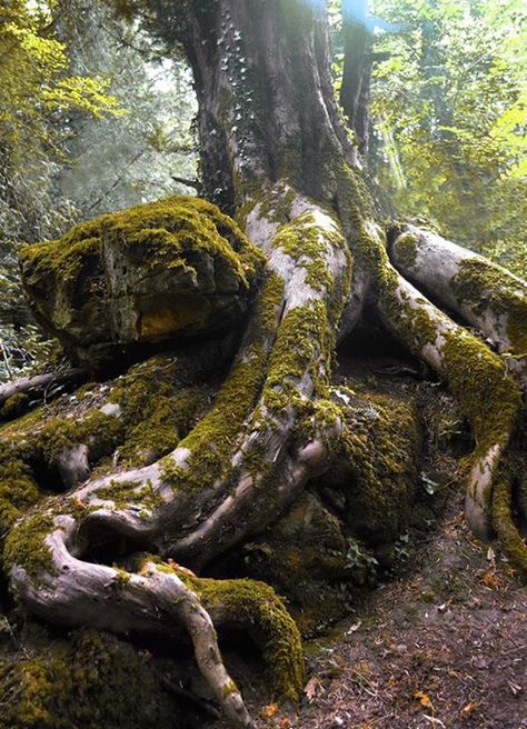 Magical winding roots Puzzlewood Forest of Dean Gloucestershire Lord Of The Rings Forest, Roots Aesthetic, 숲 사진, Weird Trees, Forest Of Dean, Nature Spirits, Image Nature, Magic Forest, Unique Trees