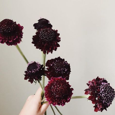 The many different faces of burgundy scabiosa. Black Knight Scabiosa, Dark Scabiosa, Scoop Scabiosa, Purple Scabiosa, Burgundy Scabiosa, Burgundy Foliage, Burgundy Dahlia, Different Faces, Plum Flowers