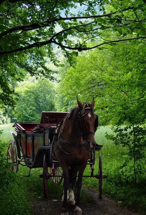 Horse And Carriage Aesthetic, Carriages Aesthetic, Horse Carriage Aesthetic, Louisiana Aesthetic, Travel Textiles, Horse Disciplines, Louise Core, Horse And Carriage Wedding, Amish Wedding